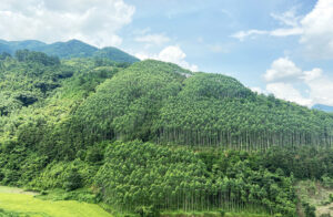 qninh1 17364068769341178381637